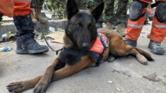 Arama kurtarma köpekleri ayaklarındaki bandajlarla çalışıyor