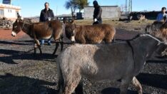 Belediye ‘başıboş’ eşekler için özel ekip kurdu