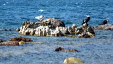 Burhaniye’de deniz çekildi, 2 bin 500 yıllık liman ortaya çıktı