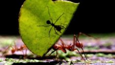 Çarpıcı araştırma: Karıncalar kanseri koklayabiliyor