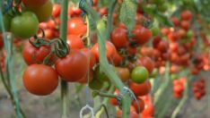 Domates fiyatı yıllık, sebze 2 yıllık, meyve 8 yıllık rekoru kırdı