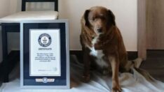 Dünyanın en yaşlı köpeği Portekizli Bobi