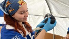 Enkazdan çıkarılan hayvanlar için sahra çadırı kuruldu