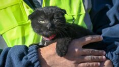 Enkazdan çıkarılan kediye ‘Umut’ ismi verildi