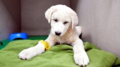 Enkazdan kurtarılan 100 evcil hayvan Bursa’ya getirildi