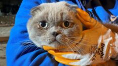 Hatay’da depremde hasar gören binada mahsur kalan kedi kurtarıldı