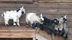 Hayvanat bahçesi müdürü 4 keçiyi pişirtti, parti yaptı