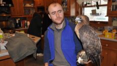 İstanbul çevresinde kurt yaşaması büyük önem taşıyor