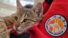 İzmirli gönüllüler yüzlerce can dostu kurtardı