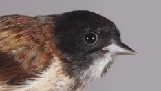 Karabaşlı çulha kuşu, Türkiye’nin 498. türü olarak kayıtlara girdi