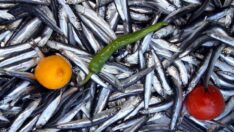 Karadeniz bunu da gördü! Kilosu 75 liradan satılıyor