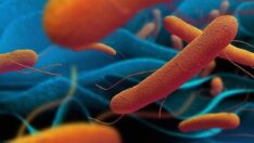 Kolera nedir, belirtileri neler?