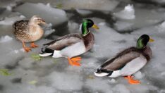 Kuğulu Park buz tuttu