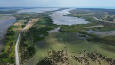 Küresel ısınma Kızılırmak Deltası’ndaki kuş varlığını da değiştirdi