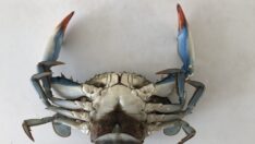 Nadir görülen mavi yengeç, Karadeniz’de üremeye başladı