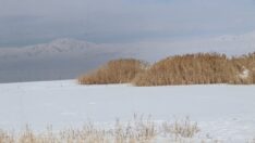 Sulak alanlardaki su kaybı kuşların yaşam alanlarını tehdit ediyor