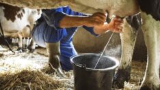Süt hayvancılığı zor durumda