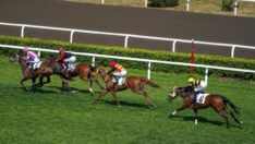 TJK tüm yarışları iptal etti