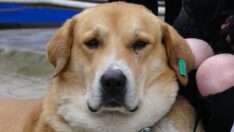 Trabzon’un ‘Hachiko’su ‘Ayıcık’, üç yıldır sahibini bekliyor