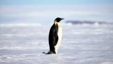 Türk Bilim Heyeti Antarktika’ya ayak bastı
