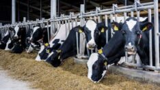 Türkiye’de 2022’de büyükbaş ve küçükbaş hayvan sayıları azaldı