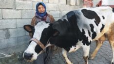 Üç depremzede inek Emekli Hayvanlar Çiftliği’nde tedaviye alındı