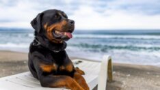 Yarım milyon köpek incelendi… Bu köpekler sakatlanmaya daha yatkın