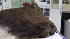 Bilim insanları 8 bin yıllık bizonu klonlamak istiyor