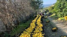 Bir hasatlık destek istiyoruz