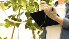 Bitkilerin insan kulağıyla duyulmayan sesler çıkardığı keşfedildi