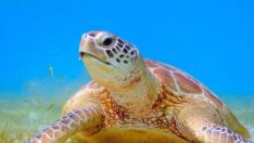 ‘Carettalar çiftleşecek sessiz olun’ çağrısı