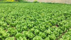 Defne’de depremzede üretici, ürünü için alıcı bekliyor