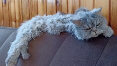 Depremzede kedi ‘Anka’nın kader arkadaşı, afetzede köpek ‘Deka’