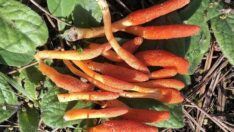 Dizilere konu olan “zombi mantarı” İstanbul’da görüldü