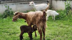 Enkazdan çıkarılan keçi doğum yaptı