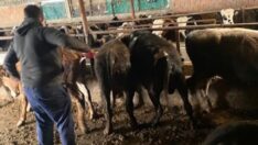 Kaçak getirilen hayvanları kesip, etlerini sahibine verdiler
