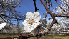 Kayısı ağaçları her mevsim farklı güzel