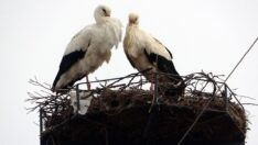 Küresel ısınma leylekleri de etkiledi! Çoğu erken geldi, bazıları göçmedi