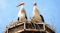 Leylekler Ağrı’daki yuvalarına dönmeye başladı