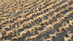 Mısır’ın güneyindeki tapınakta iki bin mumyalanmış koç başı bulundu