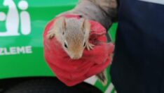 Otobüs bagajında 15 yavru sincap bulundu