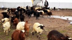 Süt kuzuları anneleriyle buluştu