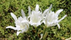 Tek çiçeği koparmanın cezası yüz binlerce lira