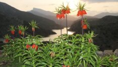 Ters laleler Uludere’de çiçek açtı