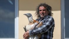 Uçabilen en büyük kuşlardan “toy” için özel diyet