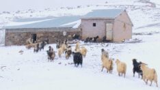 Yaylaya çıkarılan koyunlar yağan karla yeniden ağıllara getirildi