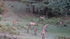 16 yılda 91 kızıl geyik üretildi