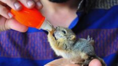 Ağaç altında buldu, biberonla besliyor