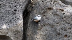 Ağrı Dağı’nda yaşayan kaya sıvacı kuşu görüntülendi