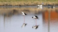 Ağrı Dağı’nın kuzeyinde tespit edilen kuş türü 200’e ulaştı